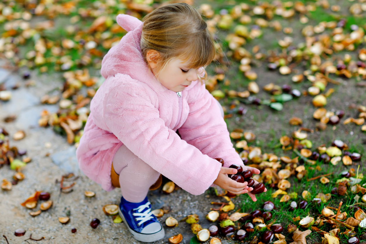 Toddler picking chestnuts in a park